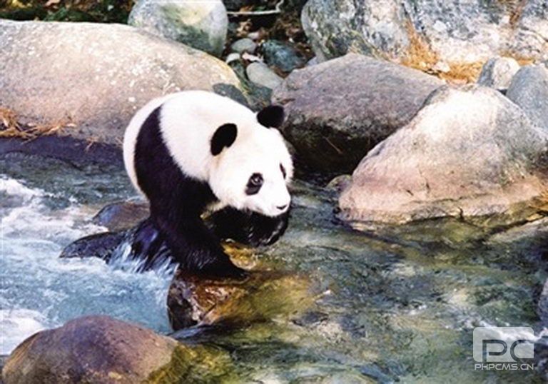 秦岭大熊猫的 (1).jpg